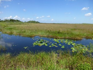 Everglades1