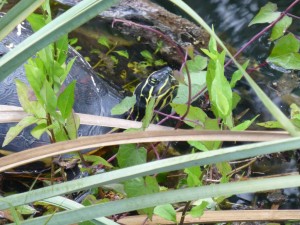 Everglades2