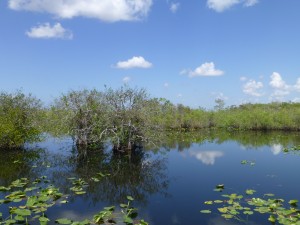 Everglades3