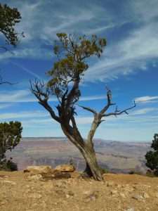 Grand Canyon_6