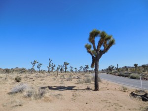 Joshua Tree
