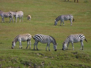 Zebras