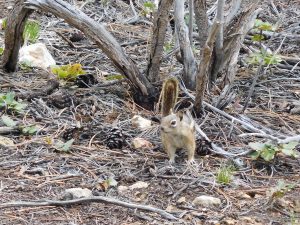 Chipmunk