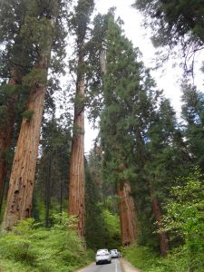 Sequoia_1
