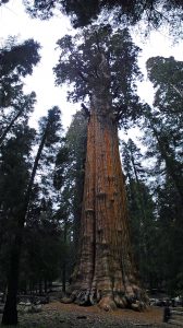 Sequoia_2