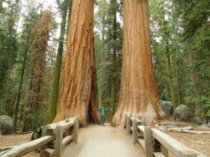 Sequoia_3