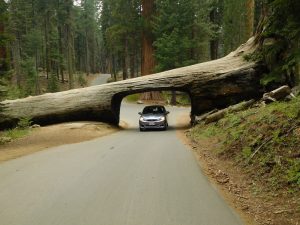 Sequoia_4